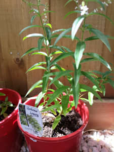 Lemon Verbena Aloysius tryphilla plant for sale