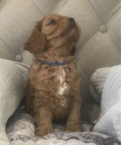 1 boy left - Toy Cavoodle Puppies F1 DNA Clear Only 1 left 🐾🐾