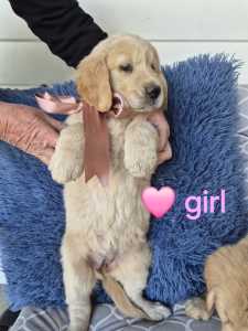 Golden retriever puppies ❤️ DNA clear 