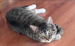 Shanti - Perth Animal Rescue inc vet work cat/kitten