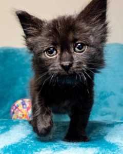 Onyx rescue kitten NK6382 vetwork included!