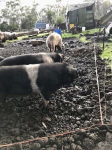 Pigs and piglets for sale Warrnambool, Geelong, Ballarat, Melbourne