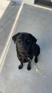 Black Labrador Retriever Seeking new owner
