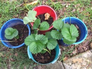 Prolific Sweet Strawberry Plants From