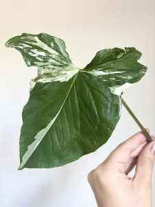 Large Syngonium Albo - Fully Rooted Cutting