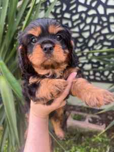 One Left! Purebred Cavalier King Charles Puppies