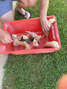 Young Ferrets Pets/Workers