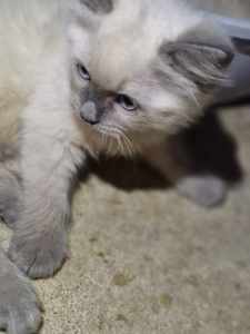 Pure Ragdoll kittens for sale. Registered breeder 