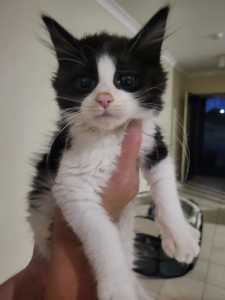 Kitten for sale. 