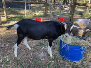 British Alpine Buck Goat Registered DGSA Proven Breeder