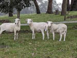 Sheep ewes, ram lambs available Nyora