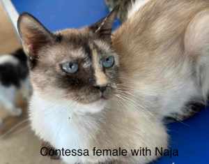 Contessa - Perth Animal Rescue inc vet work cat/kitten