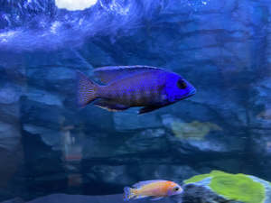 African cichlids / mixed sizes 