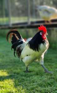 Lakenvelder Heritage breed Rooster available