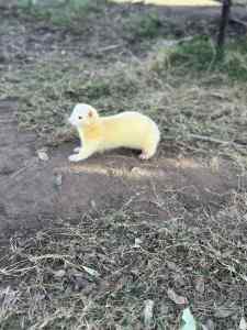 2 yr old male ferret