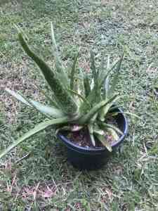 CHEAP Aloe Vera PLANTS