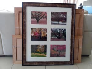 Framed Picture of trees
