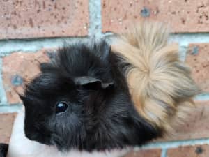Baby Guinea Pigs for sale!