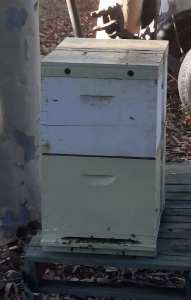 Working bee hive