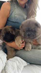 PUREBRED CHOW CHOW PUPPIES