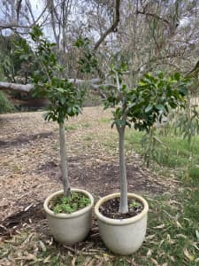 Ficus plants with Pots $120 both