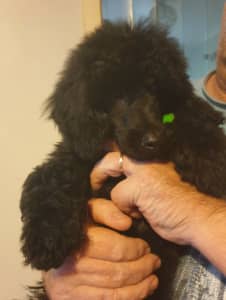Miniature Poodle Puppy Pure-bred 