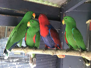Sellout BreedingPairs Eclectus BF Amazons. Blue and Gold Macaws.