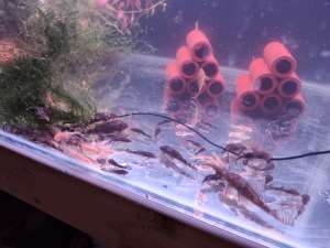 Pleco bristlenose catfish $1 per cm length