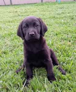 🐶 PUREBRED BLACK MALE LABRADOR PUPPY! AVAILABLE NOW 🐶