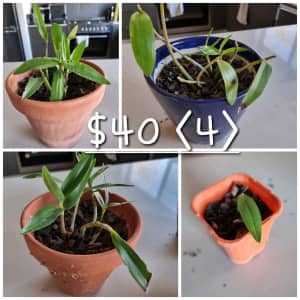 Native Rock Orchids Dendrobium speciosum x 4 Pots for $40