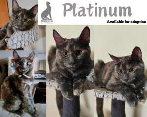 Platinum! All that glimmers is not gold - Deedlebug Cat Rescue