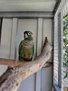 Formerly hand tamed Green Cheek Conure female 1.5 yrs old