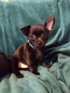 Chihuahua X French Bulldog - READY NOW
