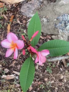 Frangipani plants, pink flowers
