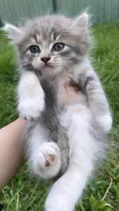 Long haired fluffy grey kitten