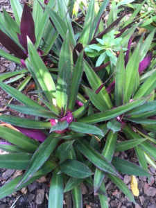 Purple, green Moses in the cradle, Tradesantia spathacea. From. $4