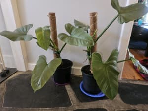 Indoor plants - philadendrons