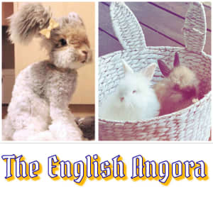 Pure English Angora rabbit kits