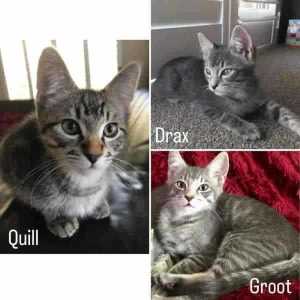 10503/7: Quill/Groot- ADOPT KITTENS- Vet Work Included