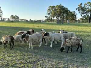 Dorper Lambs Rutherford area NSW
