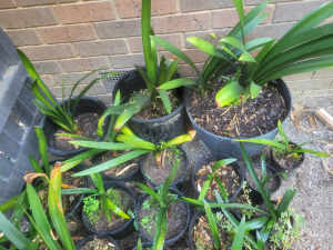 Plants Clivias Orange - more than 20 pots available