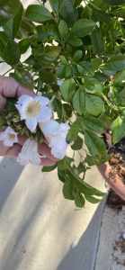 Tree / bush produces white flowers with a beautiful smell