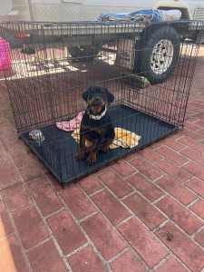price dropped 1 rottweiler pup left