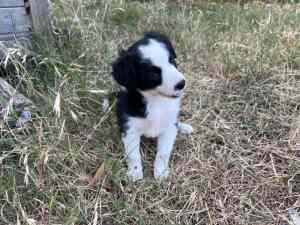Short Haired Border Collie Pups