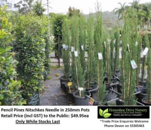 Pencil Pines Nitschkes Needle - Superb Feature Plant Privacy Hedging Mudgeeraba Gold Coast South Preview