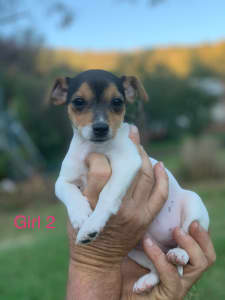 🐾 Purebred Jack Russell Puppies 🐾