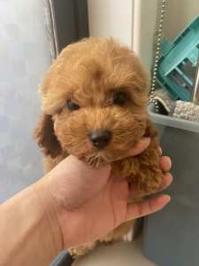 Easter special Female Toy Cavoodle Puppy F1B Croydon