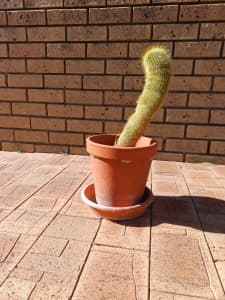 Cactus Plant with terracotta pot and base 