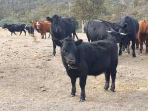 Cattle - Dexter herd reduction