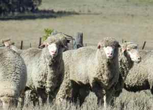 Quality Poll Merino rams available